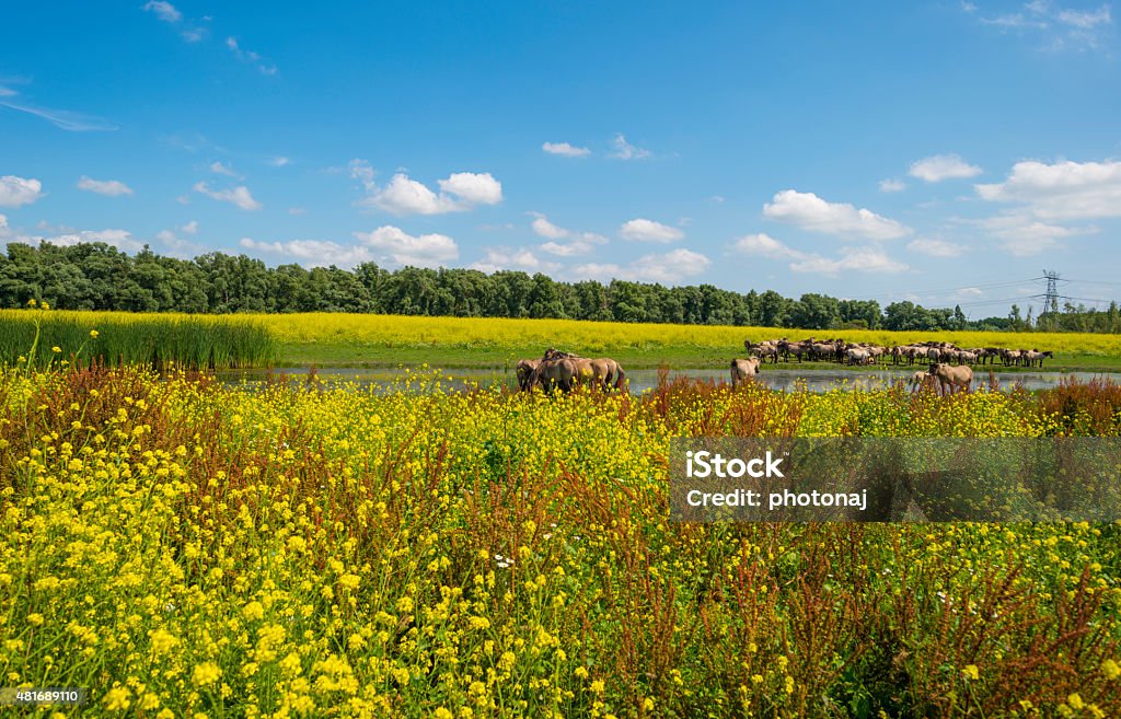 Herd of horses on the shore of a lake Herd of horses on the shore of a lake in a field with flowers 2015 Stock Photo