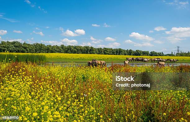 Herd Of Horses On The Shore Of A Lake Stock Photo - Download Image Now - 2015, Almere, Animal