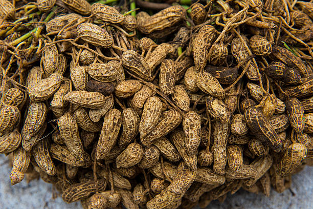 땅콩 비종교 - peanut peanut crops plant root 뉴스 사진 이미지