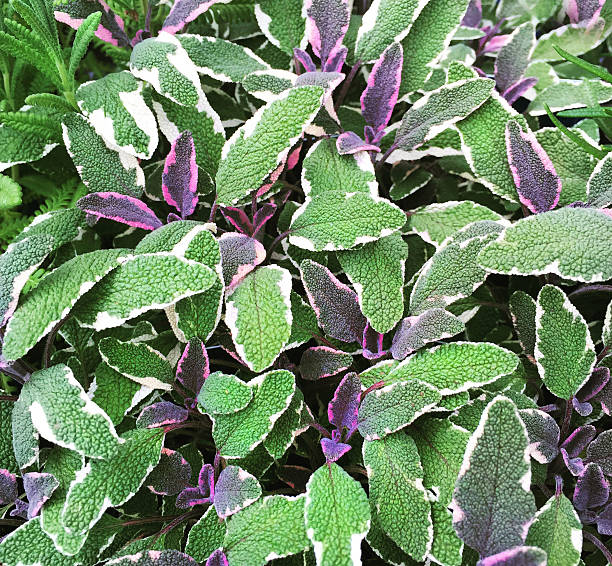 istock Beautiful Variegated Sage Plants 481689568