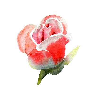 Rosebud, watercolor