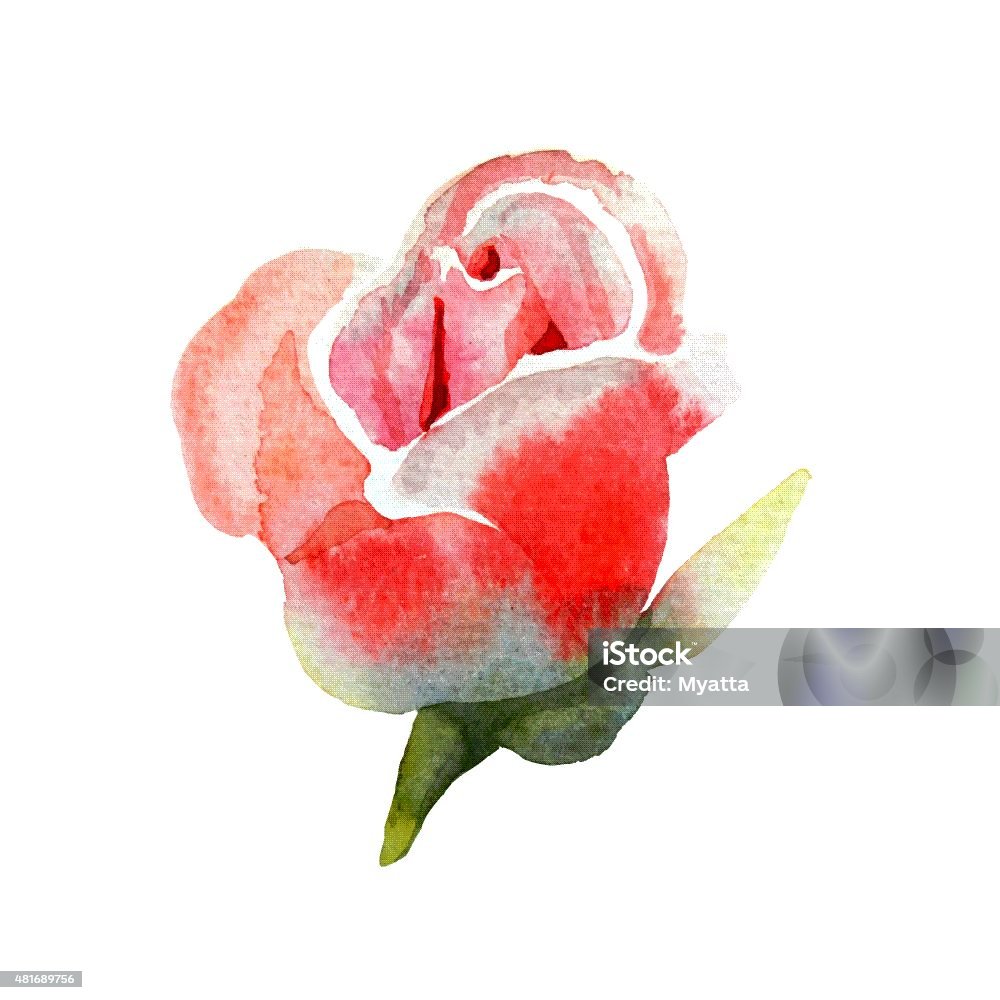 Rosebud, watercolor Art stock vector