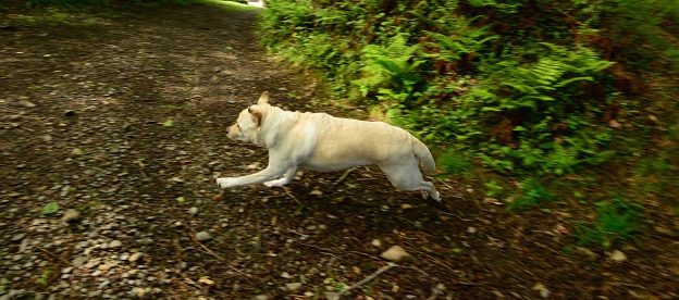 dog running in the Devon Moors