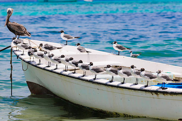A line of fifteen white seagulls standing on a rustic fishermans boats edge is caught during the afternoon in this shot taken in Los Roques, Venezuela. Some seagulls stray from the line towards the back of the boat while a pelican stands at the prown of it as if looking over the others. The blue waters of Los Roques vary in shades and completes the shot.