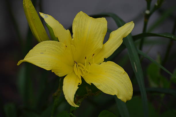 Yellow Lily Yellow lily flower. jtmcdaniel stock pictures, royalty-free photos & images