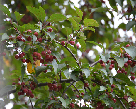 Close shot of pin cherries growing on tree.