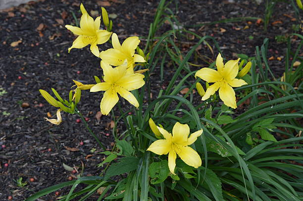 Yellow Lilies Lily plant with several yellow flowers, in front garden. jtmcdaniel stock pictures, royalty-free photos & images