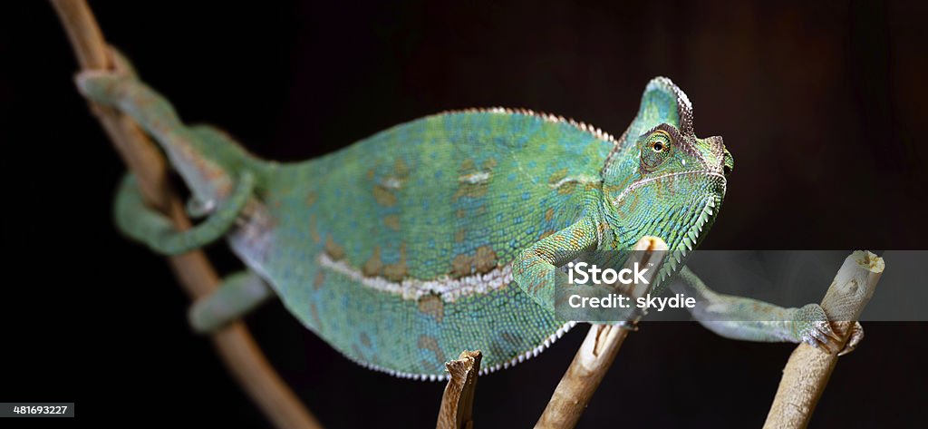 Calyptratus Veiled chameleons (Chamaeleo calyptratus, Yemen chameleon) have a reputation of being aggressive and territorial, particularly in captivity. Chameleon Stock Photo