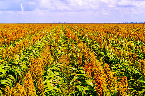 Sorghum, common name for maize-like grasses native to Africa and Asia, where they have been cultivated since ancient times. The sorghum plants fields in Botswana.