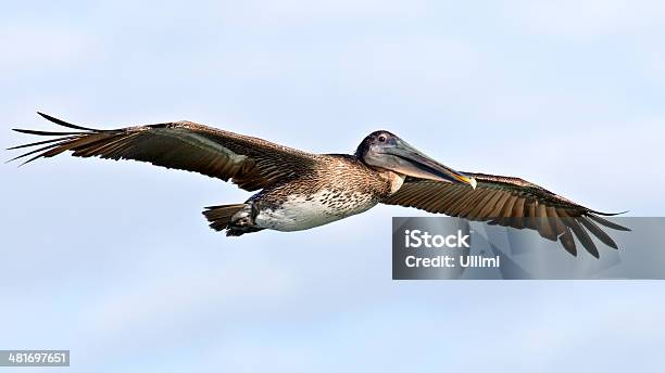 ペリカンpelecanidae ジュラルミンアゲインストクラウディスカイ - ウォーターフォウル湖のストックフォトや画像を多数ご用意 - ウォーターフォウル湖, エステロ, エバーグレーズ国立公園