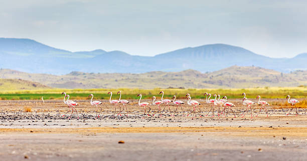 istock Flamingos of Natron 481698711