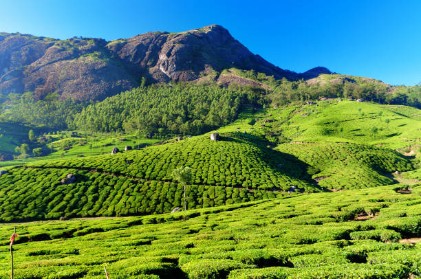 istock Tea plantation valley in Munnar 481699054