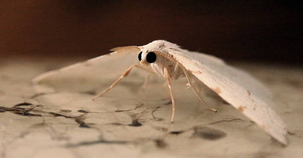 istock the beauty of the white moth 481699568
