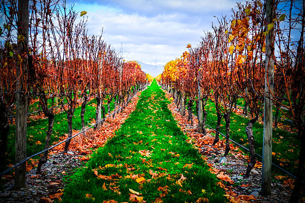 weingut nahe dem blenheim-new zealand. malerischen panoramablick auf - blenheim stock-fotos und bilder