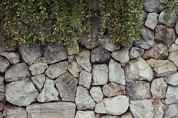 abstract of rock wall with Dischidia plant