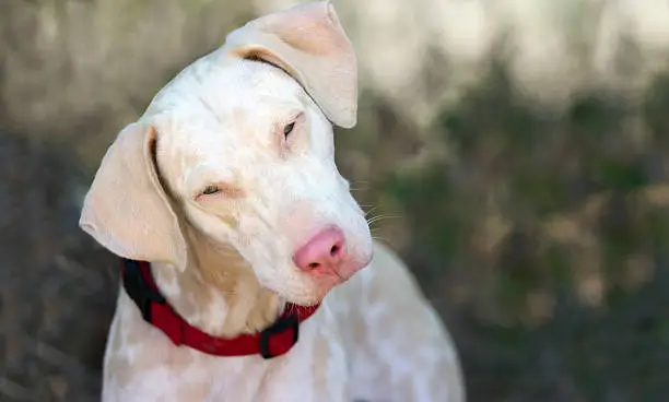 Photo of Albino Dog