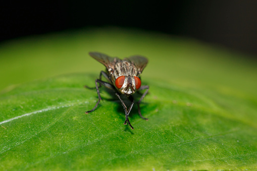 Syrphus ribesii Hoverfly Insect. Digitally Enhanced Photograph.