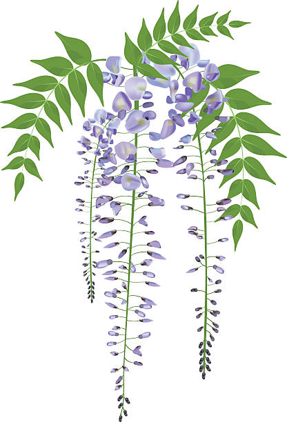 Florecer wisteria rama, ilustración vectorial con hojas - ilustración de arte vectorial