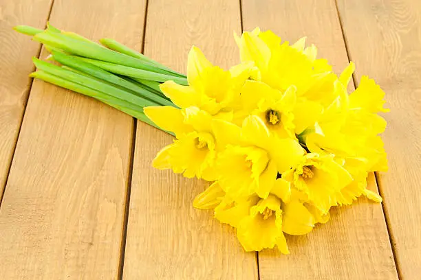 Yellow spring Daffodil (narcissus) on wood background