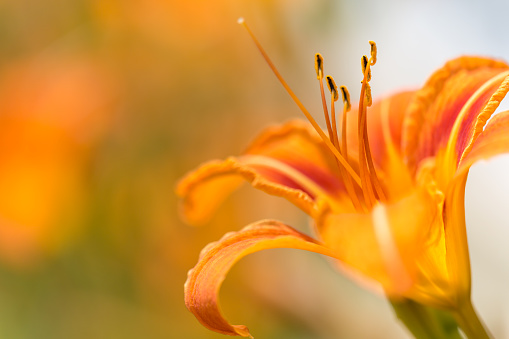 Close up view Pollen of Lilly flower over blur greenery background, White Lilly flower over green natural Blur background.