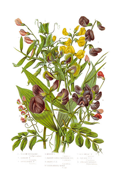 ilustraciones, imágenes clip art, dibujos animados e iconos de stock de amarillo y negro amargo vetch y guisantes victoriana ilustración botánicos - algarrobilla de monte