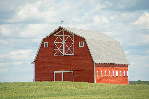 istock Red barn in a summer green wheat field with- sky 481710746