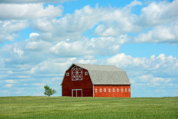 istock Red barn in a summer green wheat field with- sky 481710848