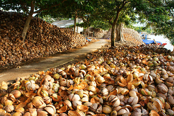 istock landscape, coconut, travel,  Mekong Delta 481711104