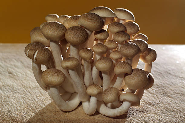 istock Brown Hypsizigus tessellatus 481713243