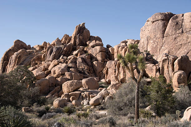 istock Joshua Tree National Park, California, USA 481714326