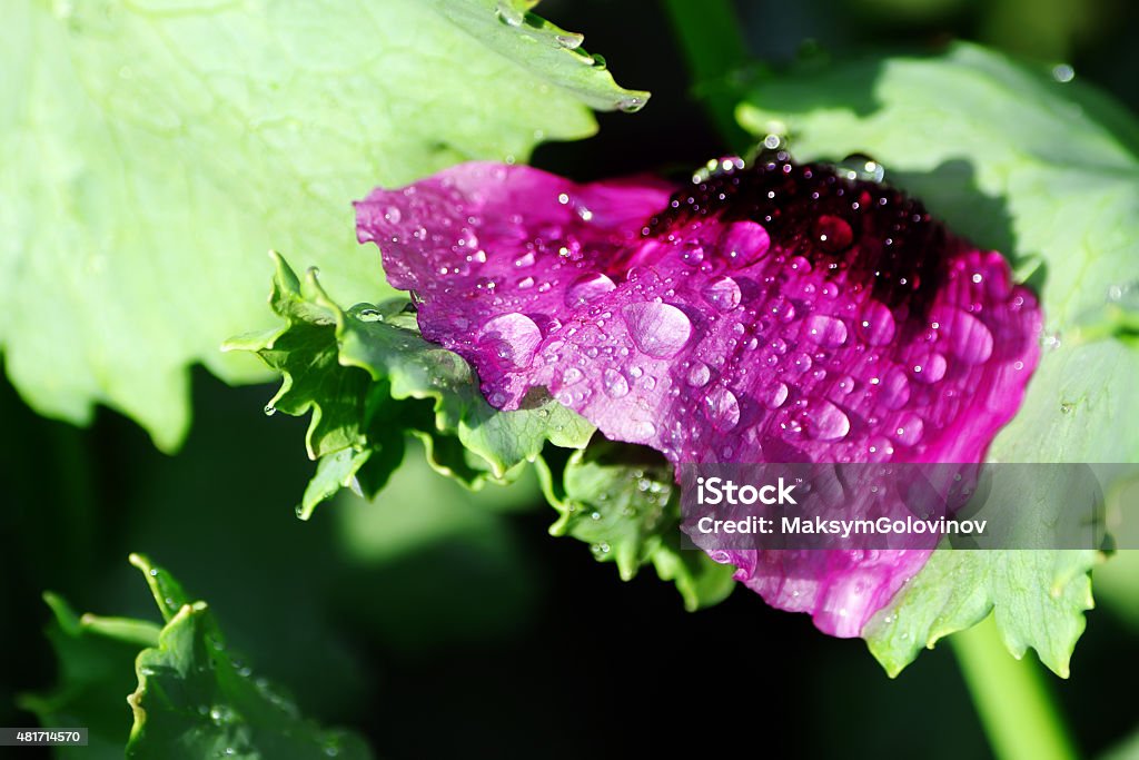 Petal poppy closeup Petal poppy with drops of water after the rain lying on the leaf 2015 Stock Photo