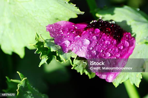 Petal Poppy Closeup Stock Photo - Download Image Now - 2015, Beauty In Nature, Botany