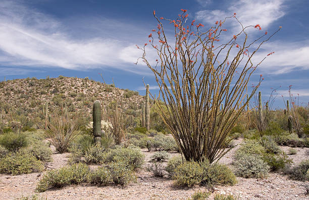 istock Organ Pipe Cactus N.M., Arizona, USA 481714876