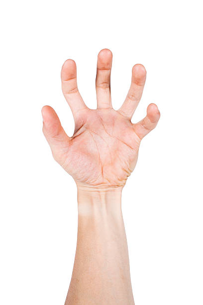 istock Open palm of hand and bent fingers isolated on white 481715368