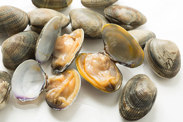 Shelled clams stock photo
