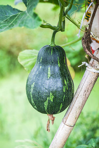 istock pumpkin in the garden 481717288