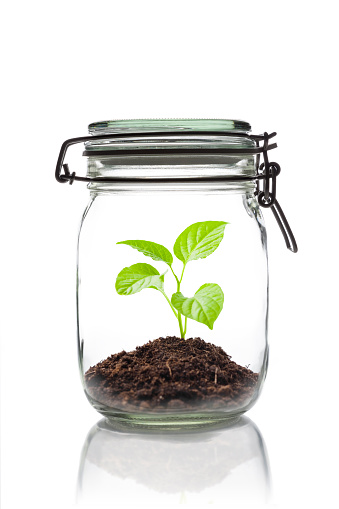 isolated protective jar with plant over white