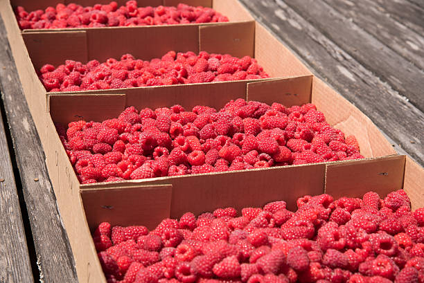 istock Multitude of fresh delicious raspberries 481717720