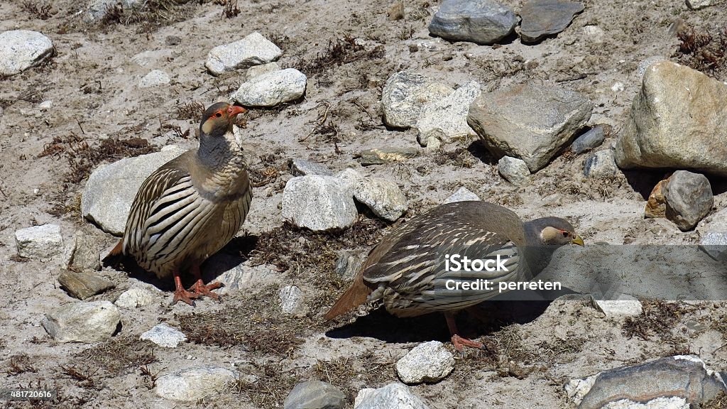 Tibetan Snowcock couple Birds living in high altitude in the Himalayas. 2015 Stock Photo