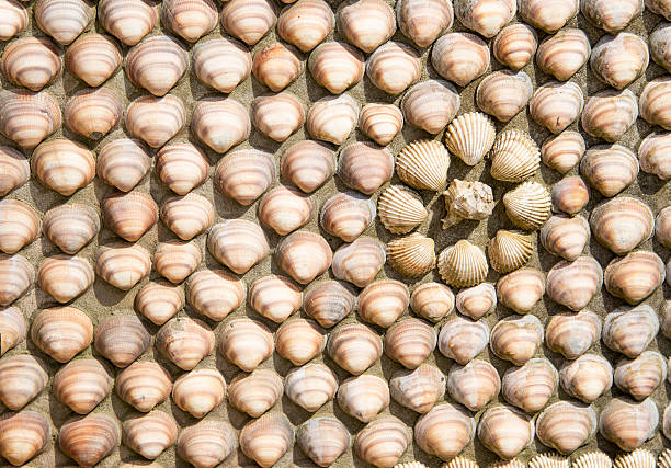 Shell decoration stock photo