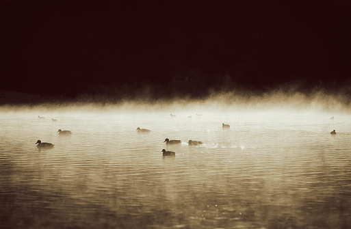 Ducks Silhouetted on a Misty Lake Focus on Foreground. Sepia Toned