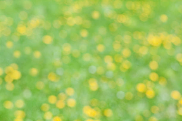 istock Dandelions blurred field summer bokeh background 481723042