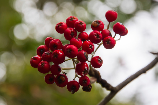 Red fruits of the rowan tree with dew drops in the morning with blurred background - Frutos de color rojo del arbol Serbal con gotas de rocio de la mañana con fondo desenfocado