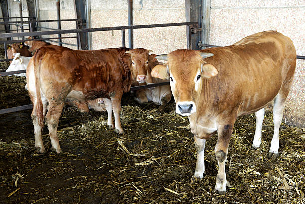 istock Young oxen in a winter barn 481723614