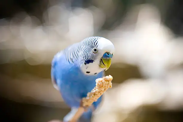 A Blue Parakeet sits on a stick and eats some snacks. 