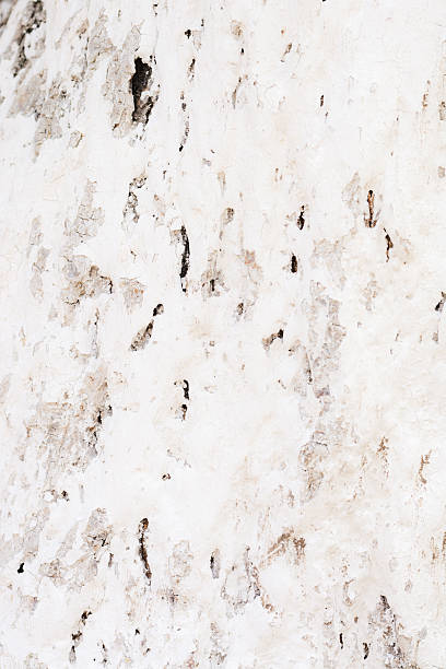 istock The bark of the tree as a background 481726360