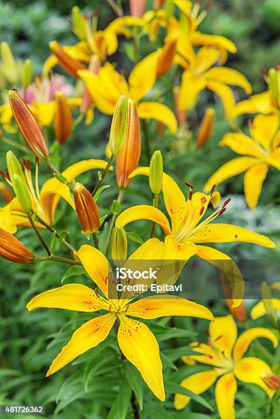 Yellow Lilies Stock Photo - Download Image Now - 2015, Beauty In Nature, Botany