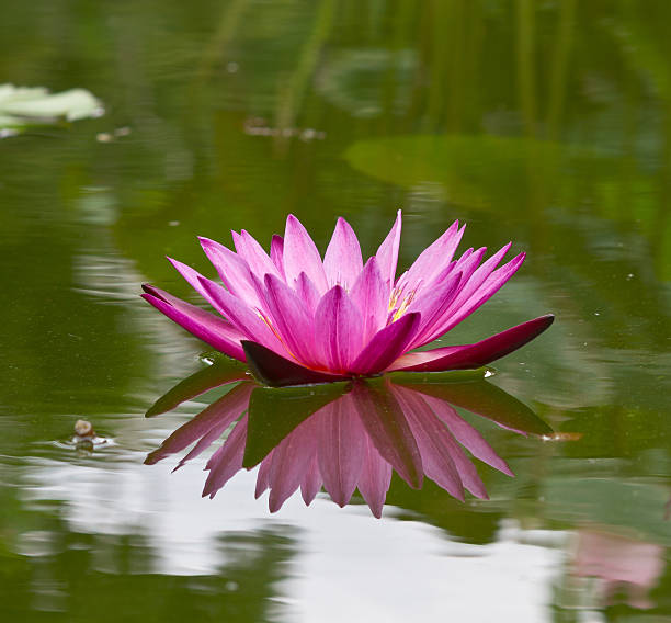 istock beautiful lotus flower in the pond 481727032