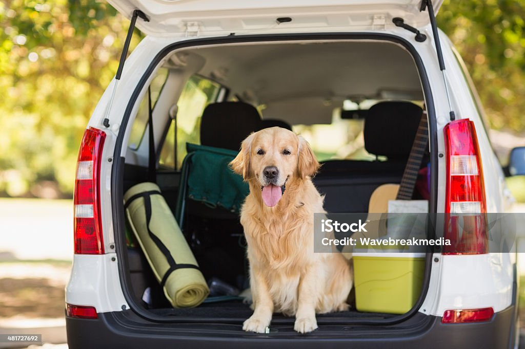 Domestic dog in car trunk - Royalty-free Hond Stockfoto
