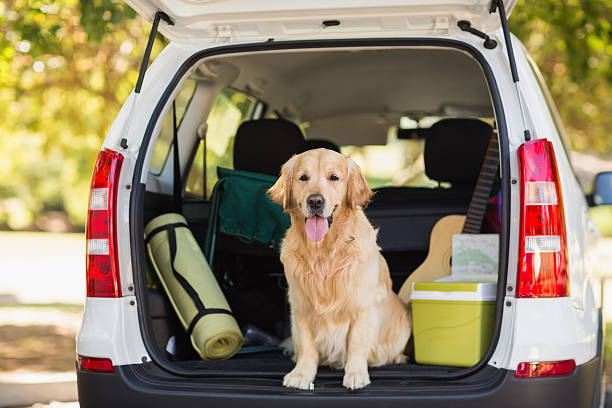 Domestic dog in car trunk Domestic dog sitting in the car trunk trunk furniture photos stock pictures, royalty-free photos & images